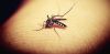 АЗИЈСКИ КОМАРЦИ У НОВОМ САДУ: На два места пронађени комарци који шире вирус