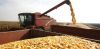 ЈЕСЕЊА ЖЕТВА: Очекује се рекордан принос кукуруза, соје, сунцокрета