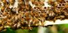 НЕДИМОВИЋ: Пчеларска производња једна од најбољих ствари коју Србија има