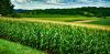 ЛЕКЦИЈЕ ИЗ ПОЉОПРИВРЕДЕ: Французи у Сомбору о производњи кукуруза