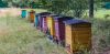 БАЧ: Крао кошнице мештанима па продавао мед и пчеле
