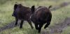  „КУДА ИДУ ДИВЉЕ СВИЊЕ?”: Војвођанским селом протутњало крдо дивљих свиња