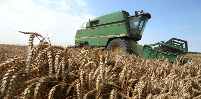 ЖЕТВА:  Пшеница пристиже аконтациона цена 16 динара