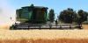 ДРЖАВА ДОПУЊАВА ЗАЛИХЕ: Откуп 30.000 тона пшенице